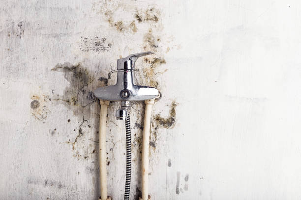 Best DIY Mold Remediation Support Services in Duenweg, MO