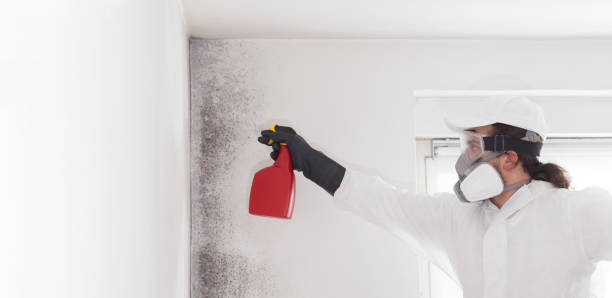 Best Industrial Mold Remediation in Duenweg, MO