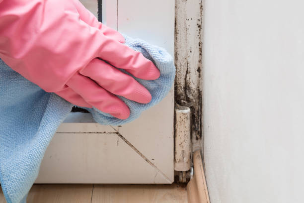 Best Post-Flood Mold Remediation in Duenweg, MO